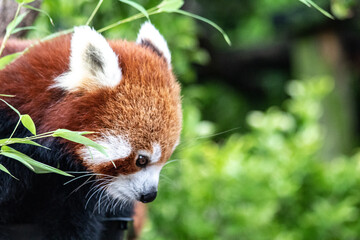 Red Panda in a tree