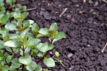 Mint. Beautiful herbal abstract background of nature. Mentha. Bushes mint. Lush green leaves with a pleasant smell