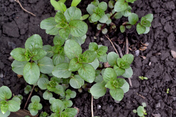 Beautiful herbal background of nature. Mint. Mentha. Bushes mint. Floriculture, home flower bed. Lush green leaves with a pleasant smell