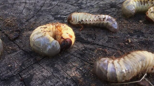 White big grubs moving on a wood. Beetles on a tree. Roundheaded wood borers nesting on a wooden trunk.