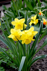 Delicate yellow flowers, perennial plant. Narcissus. Daffodil flower. Beautiful flower abstract background of nature. Spring landscape. Floriculture, home flower bed. House, garden