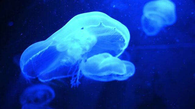 Neon Blue Jellyfish In Deep Blue Water (Aurelia Aurita) hovering underwater,close up

