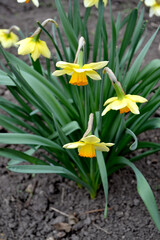 Narcissus. Beautiful flower background of nature. Daffodil flower. Delicate yellow flowers, perennial