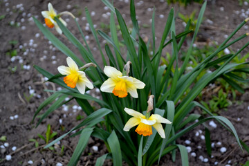 Fototapeta premium Delicate yellow flowers, perennial plant. Narcissus. Daffodil flower. Beautiful flower abstract background of nature. Spring landscape. Floriculture