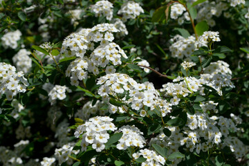 Spiraea vanhouttei. Spirea Wangutta. Beautiful flower abstract background of nature. Spring landscape. Floriculture, home flower bed. Delicate white flowers, perennial plant. House, garden, flowerbed