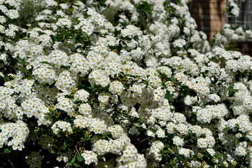 Spiraea vanhouttei. Beautiful flower abstract background of nature. Spring landscape. Spirea Wangutta. Floriculture, home flower bed. Delicate white flowers, perennial