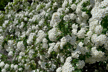 Spiraea vanhouttei. Beautiful flower abstract background of nature. Spirea Wangutta. Spring landscape. Floriculture, home flower bed. Delicate white flowers, perennial plant. House