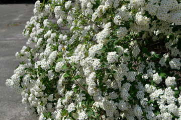 Spiraea vanhouttei. Beautiful flower abstract background of nature. Spirea Wangutta. Spring...