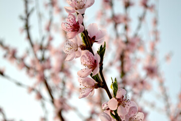 Prunus persica. Peach tree. Beautiful floral abstract background of nature. Spring pink flowers on...