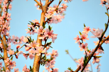 Beautiful floral abstract background of nature. Peach tree