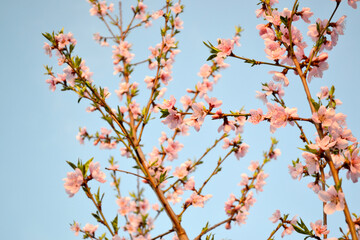 Beautiful floral abstract background of nature. Peach tree