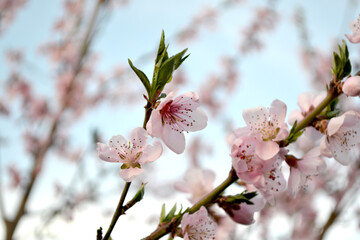 Beautiful floral abstract background of nature. Peach tree