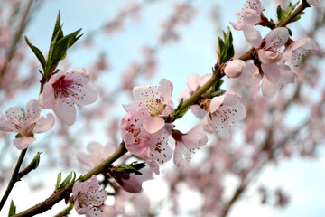 Beautiful floral abstract background of nature. Peach tree