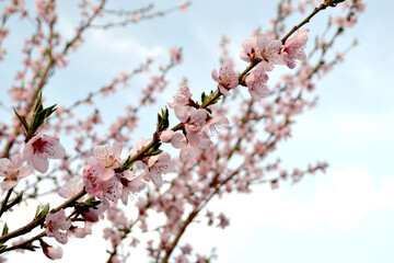 Beautiful floral abstract background of nature. Peach tree