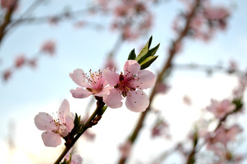 Beautiful floral abstract background of nature. Peach tree