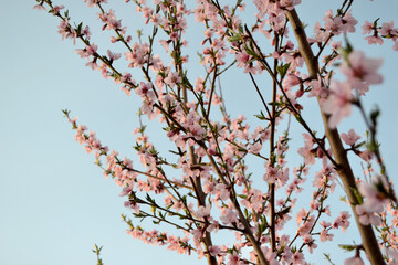 Beautiful floral abstract background of nature. Peach tree