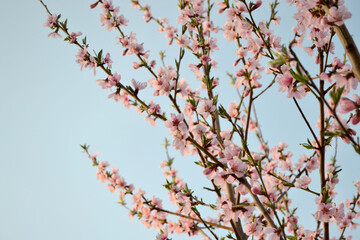 Beautiful floral abstract background of nature. Peach tree