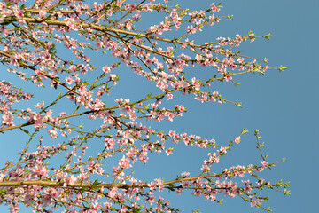 Beautiful floral abstract background of nature. Peach tree