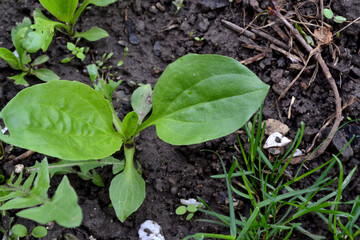 Plantain. Plantago Major. Perennial herb of the family Plantagenaceae. Beautiful herbal abstract background of nature. Spring landscape. Valuable medicinal plant. Spring flower bed