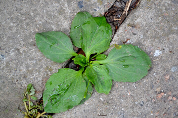 Plantago Major. Plantain.  Perennial herb of the family Plantagenaceae. Beautiful herbal abstract background of nature. Spring landscape. Valuable medicinal plant. Spring flower