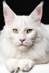 White Longhair cat breed American Forest Cat looking at camera. Close-up portrait of white color Maine Coon Cat on black and white background. Front view of animal.