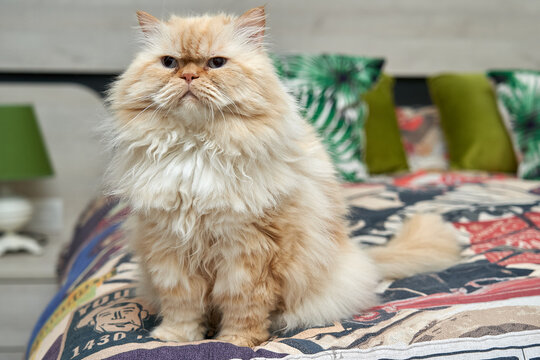 Gato persa Himalaya como mascota en un apartamento.