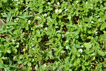 Portulaca oleracea. Annual herbaceous succulent plants. Purslane.  Beautiful herbal abstract background of nature. Spring landscape. Green leaves, bushes. Spring flower bed