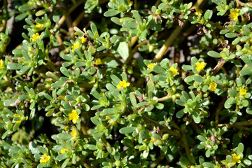Portulaca oleracea. Annual herbaceous succulent plants. Purslane