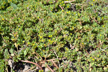 Purslane. Portulaca oleracea. Annual herbaceous succulent plants. Beautiful herbal abstract background of nature. Spring landscape. Green leaves