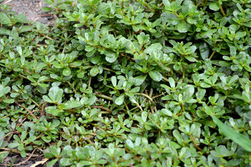 Purslane. Portulaca oleracea. Annual herbaceous succulent plants Beautiful herbal background of nature