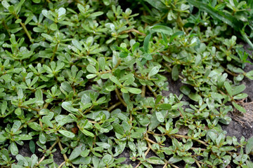 Purslane. Portulaca oleracea. Annual herbaceous succulent plants Beautiful herbal abstract background of nature. Spring