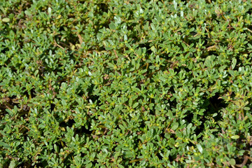 Obraz premium Portulaca oleracea. Annual herbaceous succulent plants. Purslane