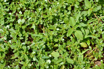 Portulaca oleracea. Annual herbaceous succulent plants. Purslane