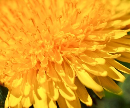 Blooming yellow dandelion flower. Close-up. Macro. Spring summer background. Enjoying nature concept