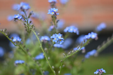 Blühendes Vergissmeinnicht (Myosotis)