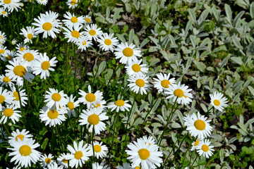 Fototapeta premium Daisy. Chamomile. Matricaria. Perennial flowering plant. Beautiful flower abstract background of nature. Summer landscape. Floriculture, home flower bed. Home garden, field