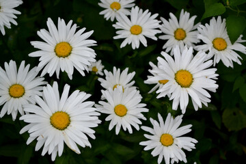 Fototapeta premium Chamomile. Daisy. Matricaria. Perennial flowering plant