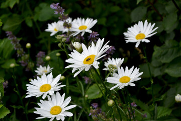 Fototapeta premium Chamomile. Daisy. Matricaria. Perennial flowering plant