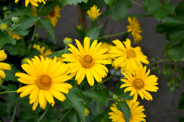 Chamomile. Yellow Daisy. Heliopsis helianthoides. Perennial flowering plant. Beautiful flower abstract background of nature. Summer landscape. Floriculture, home flower bed. Home garden