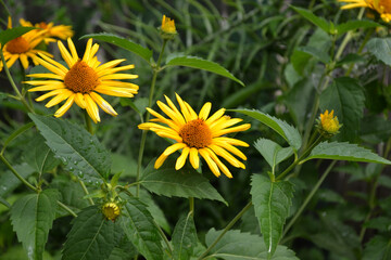 Chamomile. Yellow Daisy flower. Heliopsis helianthoides. Perennial flowering plant. Beautiful flower abstract background of nature. Summer landscape. Floriculture, home