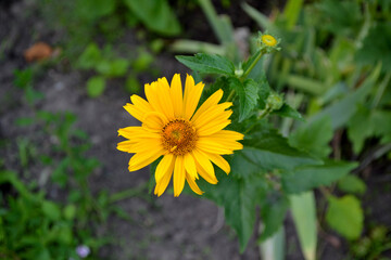 Chamomile. Yellow Daisy flower. Heliopsis helianthoides. Perennial flowering plant. Beautiful flower abstract background of nature. Summer landscape. Floriculture, home flower bed