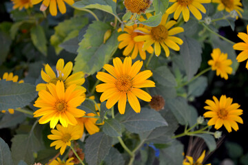 Chamomile. Yellow Daisy flower. Perennial flowering plant