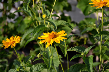 Yellow Daisy. Chamomile. Heliopsis helianthoides. Perennial flowering plant. Beautiful flower abstract background of nature. Summer