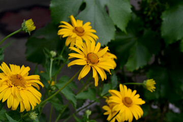 Yellow Daisy flower. Chamomile. Heliopsis helianthoides. Perennial flowering plant. Beautiful flower abstract background of nature