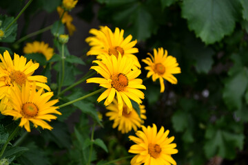 Chamomile. Yellow Daisy flower. Perennial flowering plant
