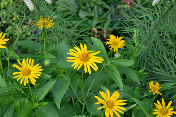 Heliopsis helianthoides. Yellow Daisy flower. Chamomile. Perennial flowering plant. Beautiful flower abstract background of nature