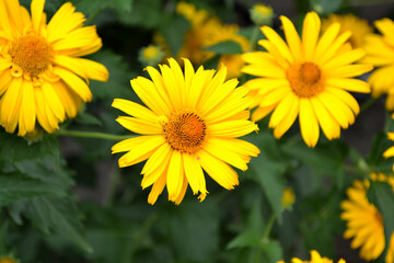 Chamomile. Yellow Daisy. Heliopsis helianthoides. Perennial flowering plant. Beautiful flower background of nature