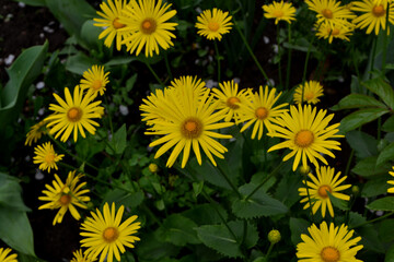 Chamomile. Yellow Daisy flower. Doronicum. Perennial flowering plant. Beautiful flower abstract background of nature. Summer landscape. Floriculture