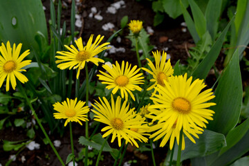 Chamomile. Yellow Daisy flower. Doronicum. Perennial flowering plant. Beautiful flower abstract background of nature. Summer landscape. Floriculture, home