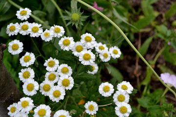 Daisy flower. Chrysanthemum parthenium. Tanacetum. Perennial flowering plant. Beautiful flower abstract background of nature. Summer landscape